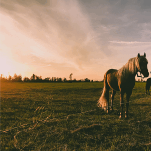 Vendesi Centro Ippico Pinerolo vicinanze Capitale del Cavallo, patria di Varenne
