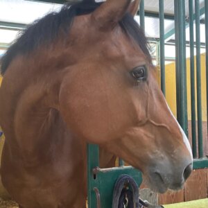 Vendo castrone Zangersheide