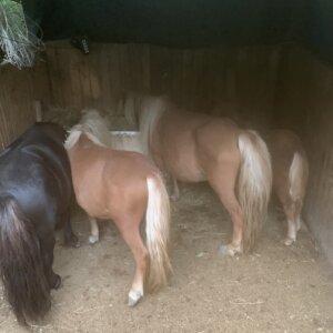 Pony femmina shetland