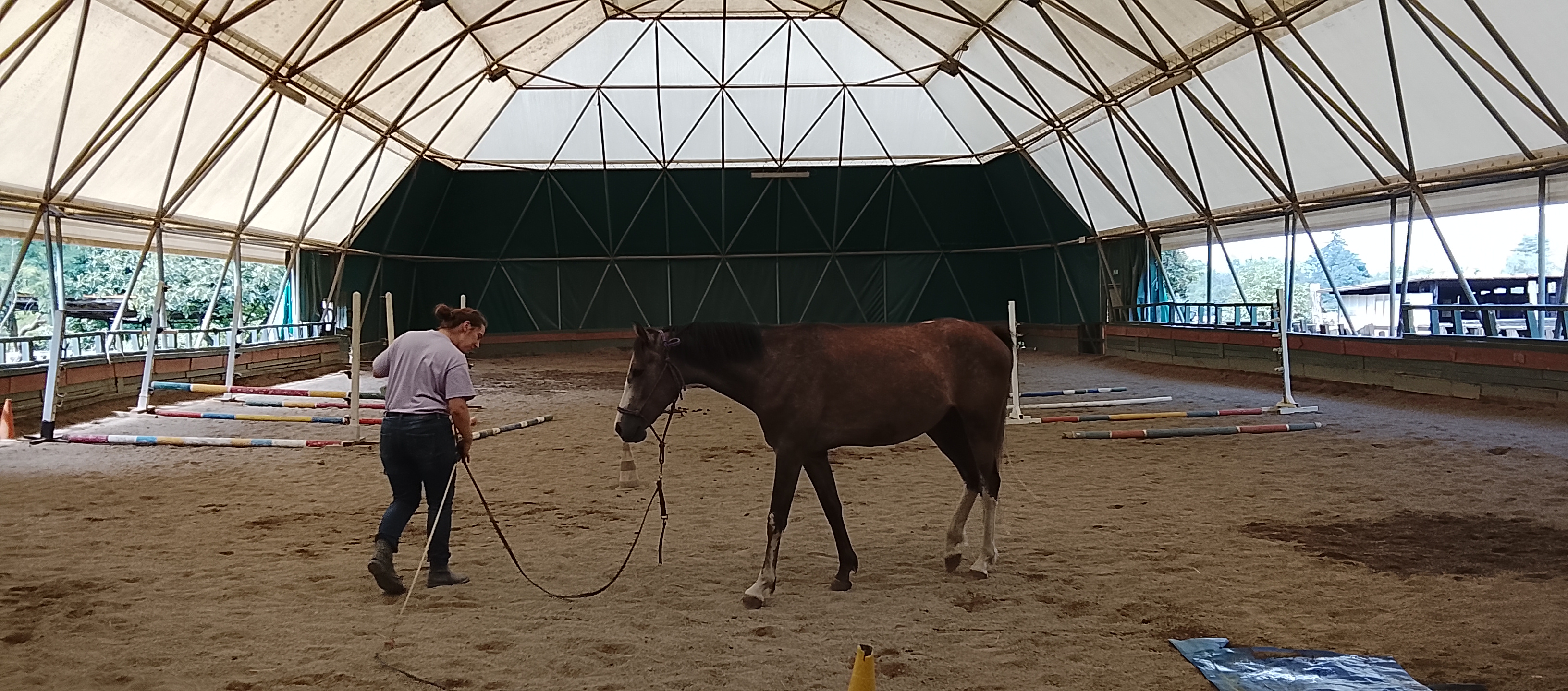 LB Horse Solution