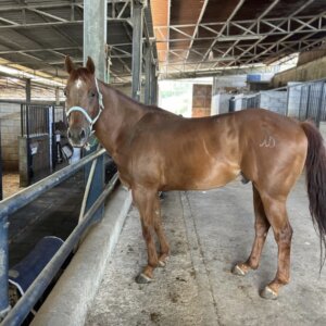 Vendo cavallo paint horse