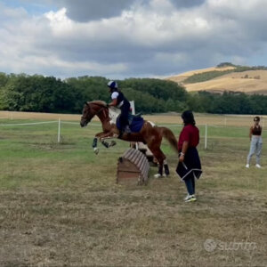 ✨ In vendita – Pony sportivo 7 anni, mantello Tobiano Sauro