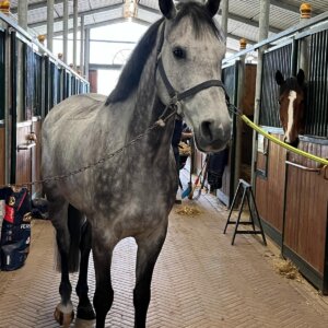 Vendo Stupendo Cavallo quasi 8 anni Castrone Zangersheide