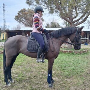 Cavalla da dressage in vendita