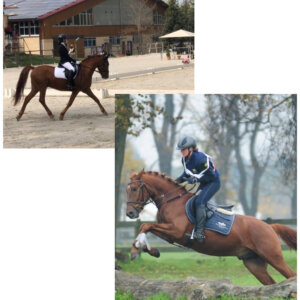 Bravissimo Castrone in fida