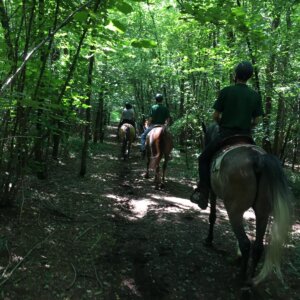 Maneggio/Centro Ippico provincia Varese