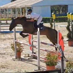 Cavallo salto ostacoli