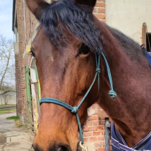 Adozione cavalla trotter 2016
