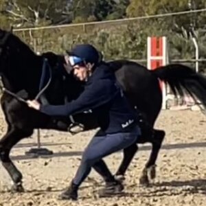Pony Irlandese in vendita