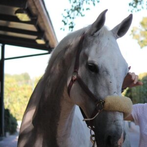 Cavalla in vendita per salto ostacoli