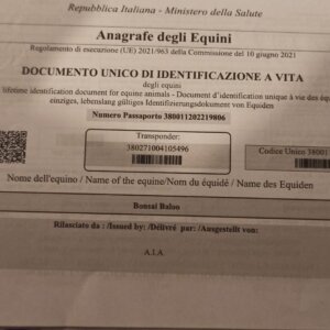 4 anni Castrone Ottima Genealogia (Guldenboom) Docile