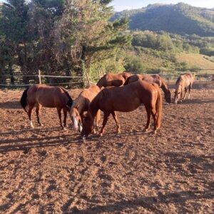 Paddock Paradise Ranch