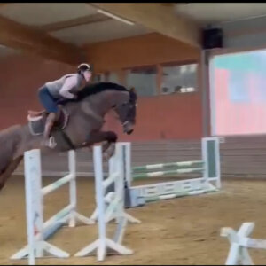Vendo cavallo da salto