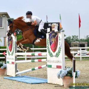 Cavallo da salto - 7 anni - 170 cm - ottima genealogia