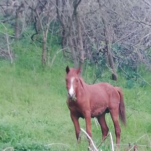 Cavallo linea araba