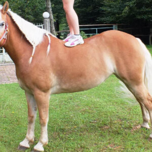 Haflinger femmina, sana, sicura e addestrata per bambini e persone paurose, comportamento ineccepibile