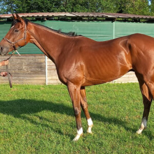 Purosangue Irlandese