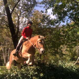 HAFLINGER, virtuosa, adatta a persone che devono riprendere fiducia a montare in sicurezza, comportamento ineccepibile, sana.