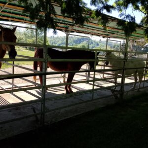 Privato affitta piccolo centro equestre familiare