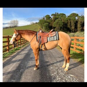 Vendo fattrice Quarter