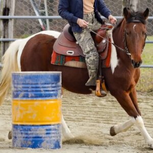 Vendita Cavallo 6 anni