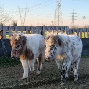 Passeggiamo insieme  con i  nostri mini pony