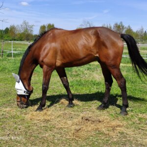 Vendo cavallo irlandese da salto