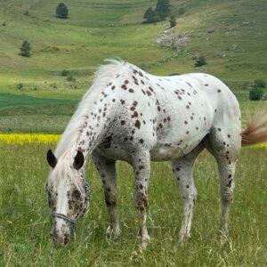 Vendo castrone Appaloosa leopard