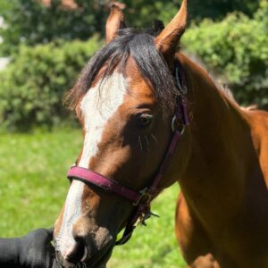 Cavallo americano, documenti americani, domato, castrone, 3 anni