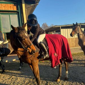 Cavallo purosangue inglese
