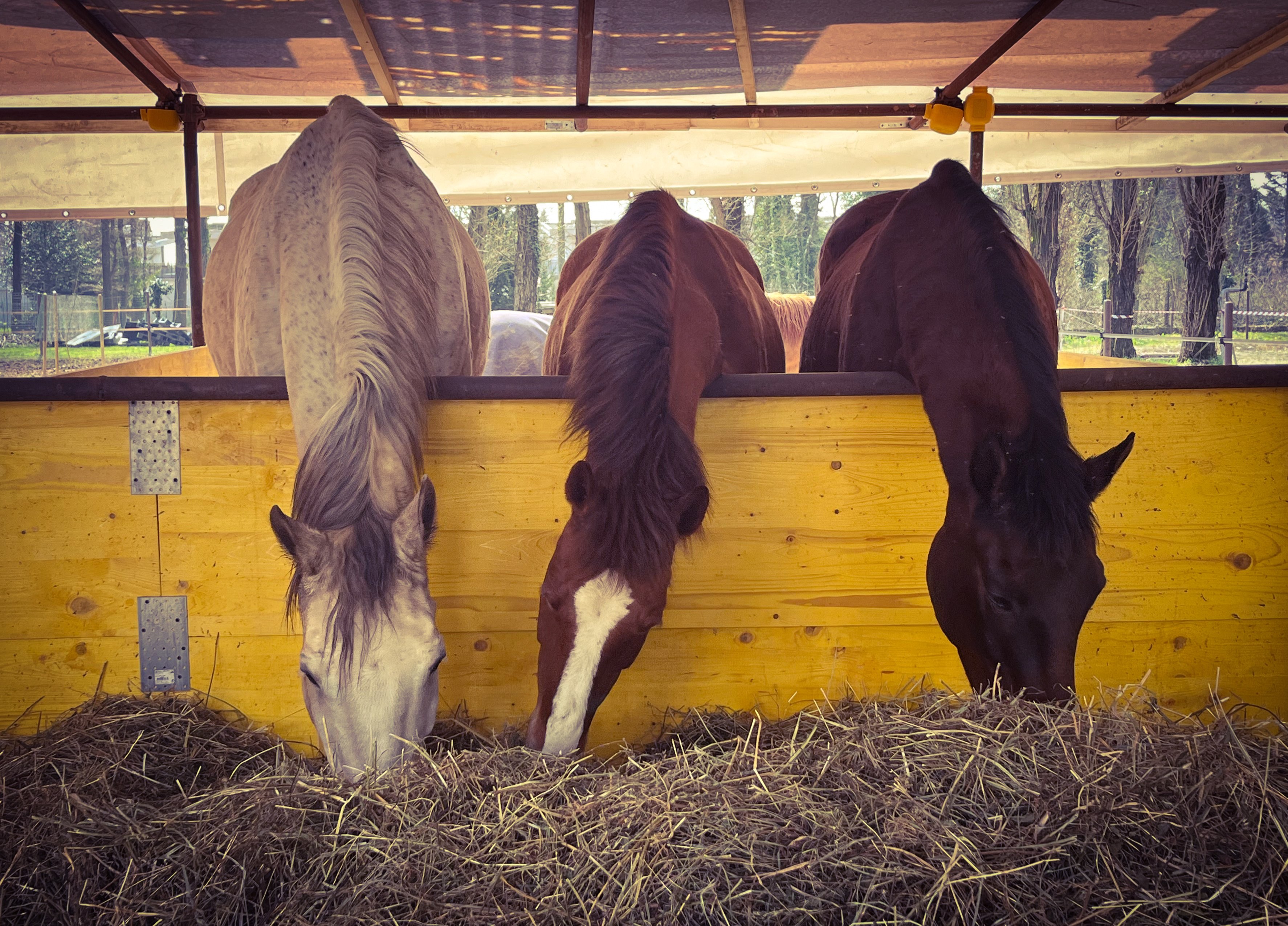 Paddock con capannina in branco