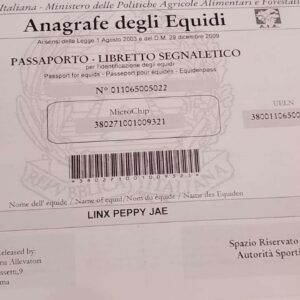 Stallone Quarter Horse Americano con documenti AQHA