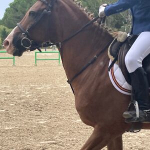 Cavalla Appaloosa, ideale per categorie pony