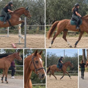 Vendo cavalla Sella Italiana 2020 - H 1,68 - Ottima attitudine al salto